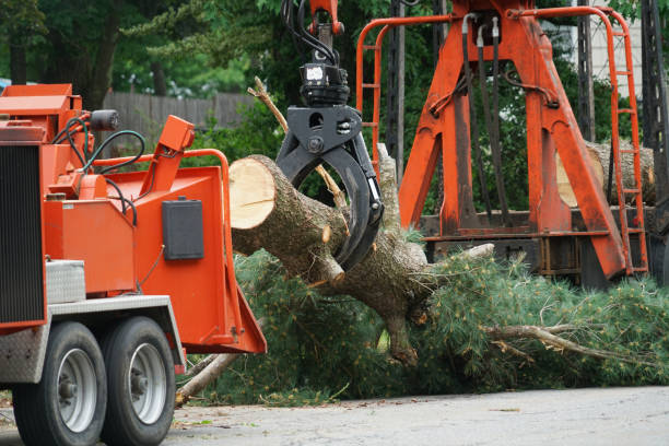  Loxley, AL Tree Services Pros