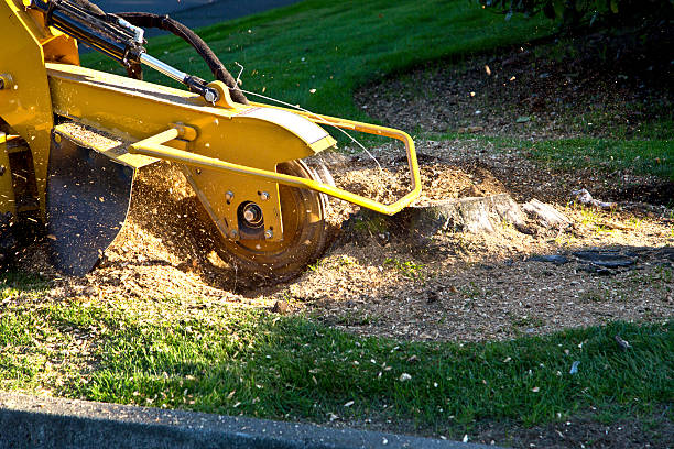 Best Tree Trimming and Pruning  in Loxley, AL